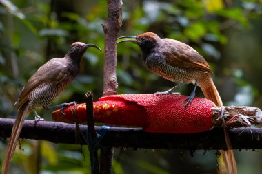 Siyah orak gagalı Epimachus fastosus, cennet kuşları familyasının büyük bir üyesidir. Orta Yeni Gine ve Vogelkop bölgelerinin çoğunda bulunur.