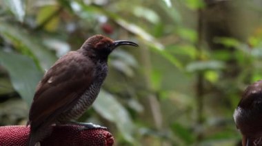 Siyah orak gagalı Epimachus fastosus, cennet kuşları familyasının büyük bir üyesidir. Orta Yeni Gine ve Vogelkop bölgesinin çoğunda bulunur. Yetişkinleri besleyen çocuk.