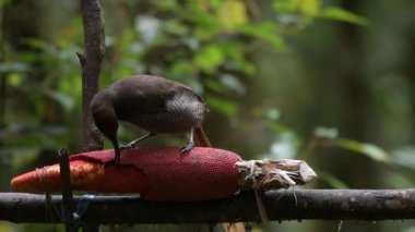 Siyah orak gagalı Epimachus fastosus, cennet kuşları familyasının büyük bir üyesidir. Orta Yeni Gine ve Vogelkop bölgelerinin çoğunda bulunur.