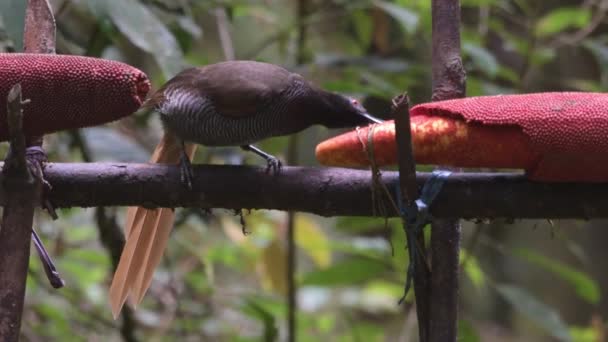 黑色的镰刀鸟Epimachus Fastosus是天堂鸟Parisaeidae的一个重要成员 在新几内亚中部和Vogelkop地区的大部分地区都能找到它 — 图库视频影像