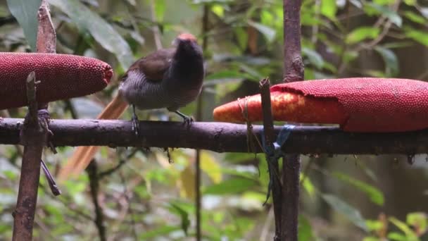 Czarny Sicklebill Epimachus Fastosus Jest Dużym Członkiem Rodziny Rajskich Ptaków — Wideo stockowe