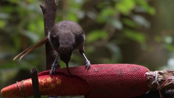 Černý Srpkovitý Mlýn Epimachus Fastosus Velký Člen Rodiny Ptáků Ráje — Stock video
