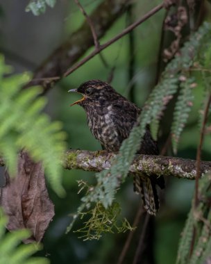 Cuculidae familyasından, Batı Papua, Endonezya 'daki Arfak dağlarında gözlemlenen bir guguk kuşu (