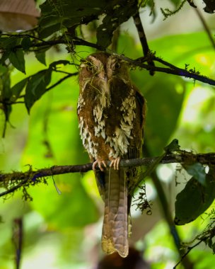 Kedi baykuşçuğu gece kavanozu veya Aegotheles amblemi Batı Papua, Endonezya 'daki Arfak Dağları' nda gözlemlendi