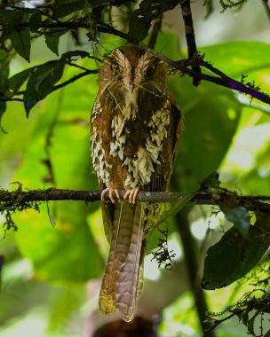 Kedi baykuşçuğu gece kavanozu veya Aegotheles amblemi Batı Papua, Endonezya 'daki Arfak Dağları' nda gözlemlendi