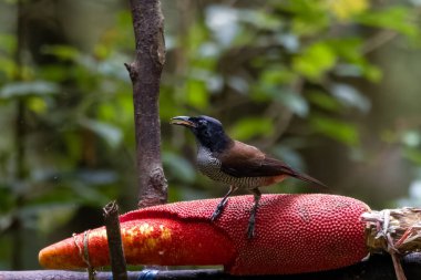 Vogelkop Lophorina ya da Lophorina niedda, Paradisaeidae familyasından bir kuş türü. Yeni Gine 'deki Kuş Başı Yarımadası' na özgüdür.