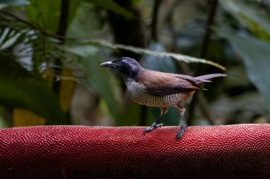 Vogelkop Lophorina ya da Lophorina niedda, Paradisaeidae familyasından bir kuş türü. Yeni Gine 'deki Kuş Başı Yarımadası' na özgüdür.