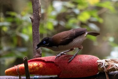 Batı Papua, Endonezya 'daki Arfak Dağları' nda dişileri etkilemek için balerin dansı yapan bir kadın olan Parotia sefilata (Parotia sefilata)..