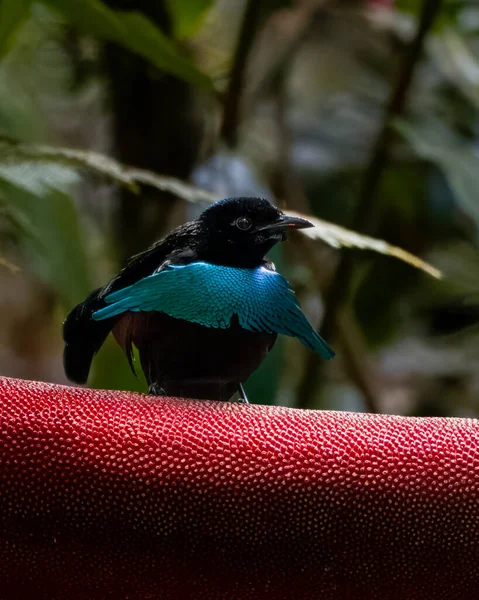 Erkek Vogelkop Lophorina ya da Lophorina niedda, Paradisaeidae familyasından bir kuş türü. Yeni Gine 'deki Kuş Başı Yarımadası' na özgüdür.