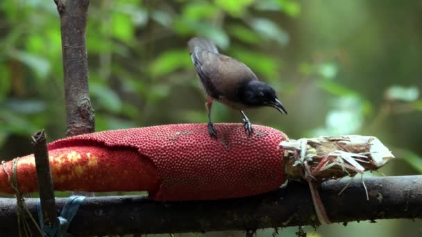 Vogelkop Lophorina Lophorina Niedda Paradisaeidae Familyasından Bir Kuş Türü Yeni — Stok video