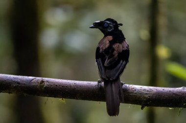Batı Papua, Endonezya 'daki Arfak Dağları' nda dişileri etkilemek için balerin dansı yapan bir cennet kuşu olan Juvenile Western veya Arfak parotia (Parotia sefilata)..