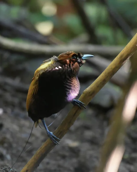 Male Magnificent bird-of-paradise in Arfak mountains in West Papua, Indonesia