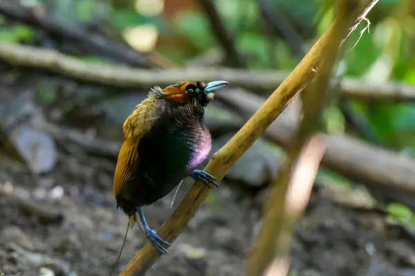 Male Magnificent bird-of-paradise in Arfak mountains in West Papua, Indonesia