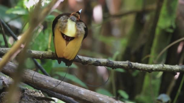 Männlicher Paradiesvogel Diphyllodes Magnificus Arfak Gebirge West Papua Indonesien — Stockvideo
