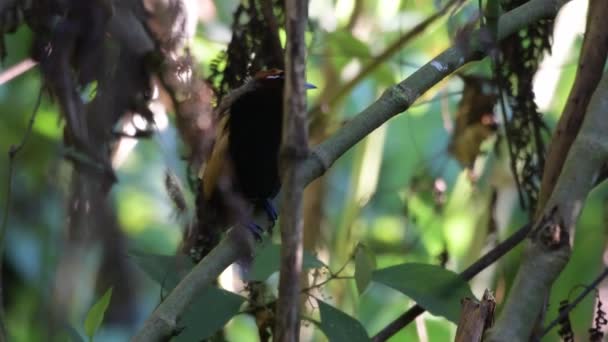 Macho Magnífico Pássaro Paraíso Diphyllodes Magnificus Nas Montanhas Arfak Papua — Vídeo de Stock