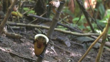 Cennetin Muhteşem Erkek Kuşu Diphyllodes Magnificus Batı Papua, Endonezya 'daki Arfak dağlarında bir dişiye kur yapıyor.