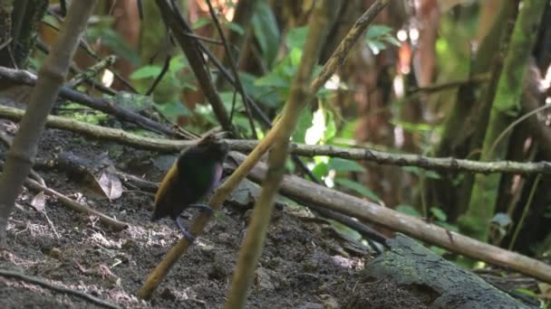 Homme Magnifique Oiseau Paradis Diphyllodes Magnificus Court Une Femelle Dans — Video