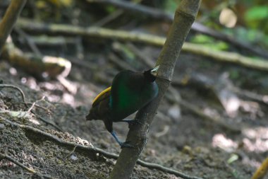 Endonezya 'nın Batı Papua kentindeki Arfak dağlarında Erkek Muhteşem Cennet Kuşu (Diphyllodes magnificus)