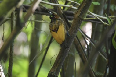 Endonezya 'nın Batı Papua kentindeki Arfak dağlarında Erkek Muhteşem Cennet Kuşu (Diphyllodes magnificus)