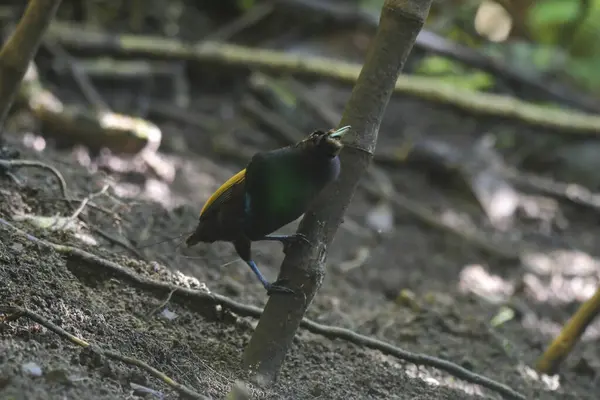 Male Magnificent bird-of-paradise (Diphyllodes magnificus) in Arfak mountains in West Papua, Indonesia