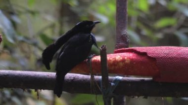 Erkek Vogelkop Lophorina ya da Lophorina niedda, Paradisaeidae familyasından bir kuş türü. Yeni Gine 'deki Kuş Başı Yarımadası' na özgüdür.