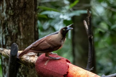 Küçük Cennet Kuşu Paradisaea küçük dişisi Batı Papua, Endonezya 'daki Arfak Dağları' ndaki bir kuş yuvasında besleniyor.