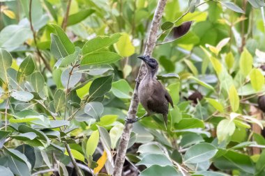 Batı Papua, Endonezya 'da Waigeo' da gözlemlenen keşiş kuşu (Philemon buceroides)
