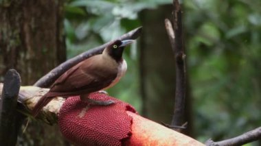 Küçük Cennet Kuşu (Paradisaea minör), Batı Papua, Endonezya 'daki Arfak Dağları' ndaki bir kuş derisinden beslenen dişi kuş.