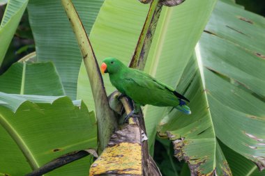 Papuan eclectus, kırmızı kenarlı eclectus, Yeni Gine eclectus veya Batı Papua, Endonezya 'da Waigeo' da gözlemlenen Eclectus polychloros