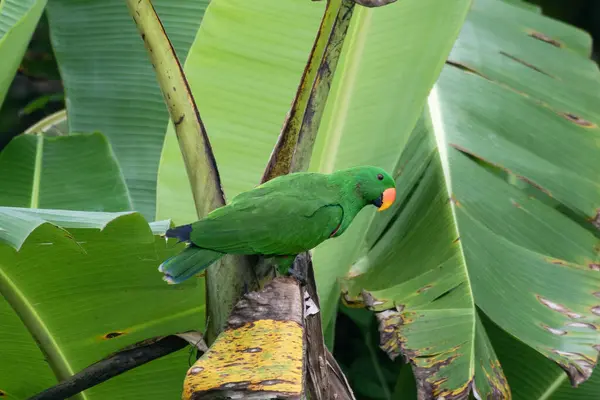 Papuan eclectus, kırmızı kenarlı eclectus, Yeni Gine eclectus veya Batı Papua, Endonezya 'da Waigeo' da gözlemlenen Eclectus polychloros