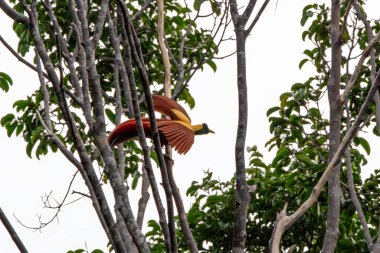 Kızıl Cennet Kuşu (Paradisaea rubra), Endonezya 'nın Batı Papua kentinde gözlemlenen Cendrawasih merah olarak da bilinir.