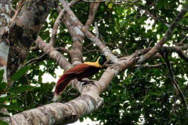 Kızıl Cennet Kuşu (Paradisaea rubra), Endonezya 'nın Batı Papua kentinde gözlemlenen Cendrawasih merah olarak da bilinir.