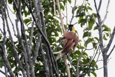 Kızıl Cennet Kuşu (Paradisaea rubra), Endonezya 'nın Batı Papua kentinde gözlemlenen Cendrawasih merah olarak da bilinir.