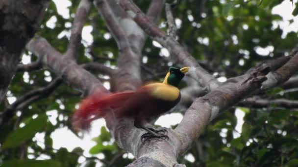 Pájaro Rojo Del Paraíso Paradisaea Rubra También Llamado Merah Cendrawasih — Vídeo de stock