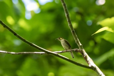 Batı Papua, Endonezya 'da Waigeo' da gözlemlenen mimik honeyater (Microptilotis analogus)