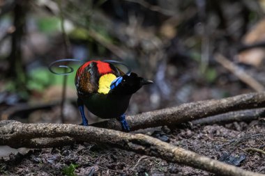 Wilsons Cennet Kuşu Diphyllodes respublica Batı Papua, Endonezya 'da Waigeo' da gözlemlendi.