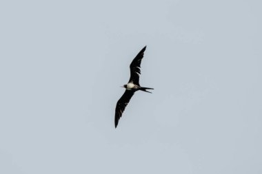 Küçük Frigatebird Fregata ariel Batı Papua, Endonezya 'da Waigeo' da gözlemledi