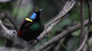 Wilsons Cennet Kuşu Diphyllodes respublica Batı Papua, Endonezya 'da Waigeo' da gözlemlendi.