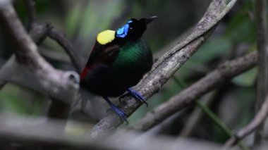 Wilsons Cennet Kuşu Diphyllodes respublica Batı Papua, Endonezya 'da Waigeo' da gözlemlendi.
