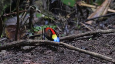Wilsons Cennet Kuşu Diphyllodes respublica Batı Papua, Endonezya 'da Waigeo' da gözlemlendi.