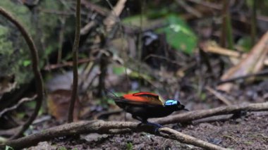 Wilsons Cennet Kuşu Diphyllodes respublica Batı Papua, Endonezya 'da Waigeo' da gözlemlendi.