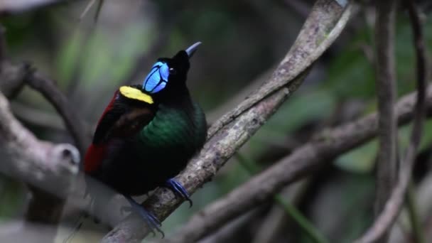 Wilsons Paradiesvogel Diphyllodes Respublica Waigeo Westpapua Indonesien Beobachtet — Stockvideo
