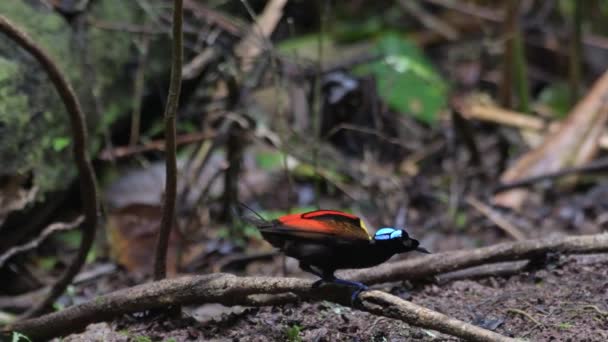 Wilsons Paradiesvogel Diphyllodes Respublica Waigeo Westpapua Indonesien Beobachtet — Stockvideo