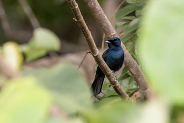 Shining Flycatcher (Myiagra alecto) Batı Papua, Endonezya 'da Waigeo' da gözlemlendi.