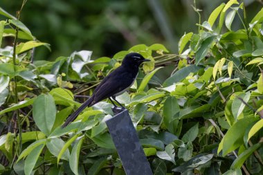 Willie wagtail ya da Rhipidura leucophrys Batı Papua, Endonezya 'da Waigeo' da gözlemlendi.