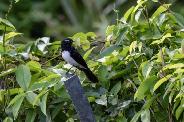 Willie wagtail ya da Rhipidura leucophrys Batı Papua, Endonezya 'da Waigeo' da gözlemlendi.