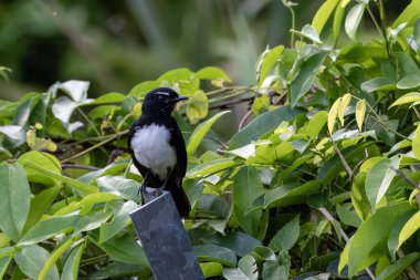 Willie wagtail ya da Rhipidura leucophrys Batı Papua, Endonezya 'da Waigeo' da gözlemlendi.