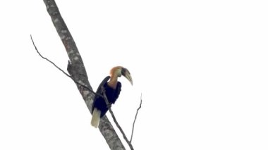 Blyth 'in boynuz gagası (Rhyticeros plicatus), Batı Papua, Endonezya' da Waigeo 'da gözlemlenen Papuan boynuzu gagası olarak da bilinir.