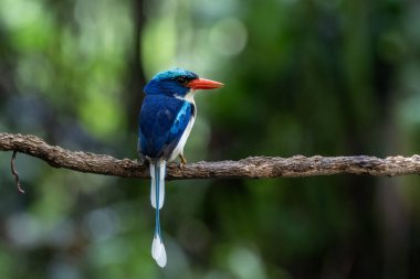 Cennetin kraliyet balıkçısı (Tanysiptera galatea), Batı Papua, Endonezya 'da Waigeo' da gözlemlenen Galatea cennet kralbalıkçısı ve raket kuyruklu balıkçı olarak da bilinir.