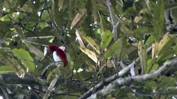 Rei Pássaro Paraíso Cicinnurus Regius Observado Nimbokrang Raja Ampat Papua — Vídeo de Stock